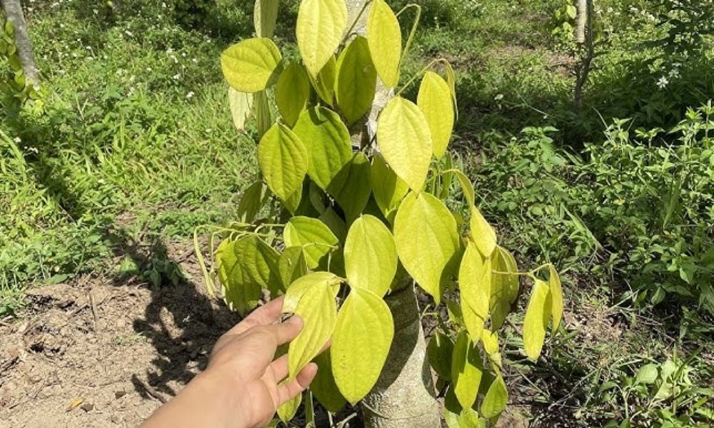 Ở giai đoạn sớm lá chân bắt đầu vàng nhẹ, úa rụng rải rác Ở giai đoạn sớm lá chân bắt đầu vàng nhẹ, úa rụng rải rác