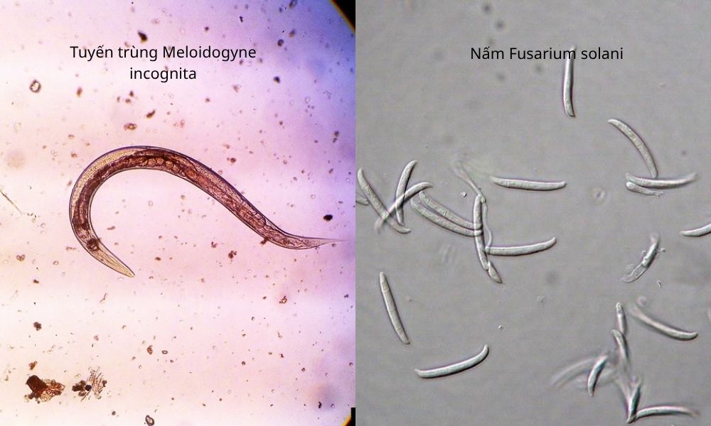 Nguyên nhân gây bệnh là do tuyến trùng Meloidogyne incognita và nấm Fusarium solani Nguyên nhân gây bệnh là do tuyến trùng Meloidogyne incognita và nấm Fusarium solani