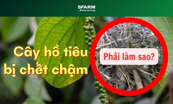 bệnh chết chậm trên cây hồ tiêu