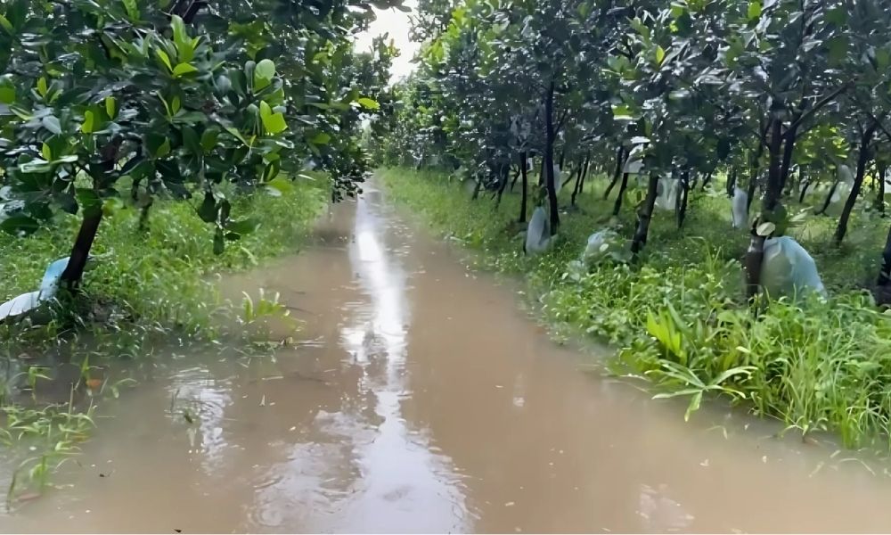 Khi mưa nhiều kéo dài khiến lá tiêu luôn bị ẩm ướt Khi mưa nhiều kéo dài khiến lá tiêu luôn bị ẩm ướt