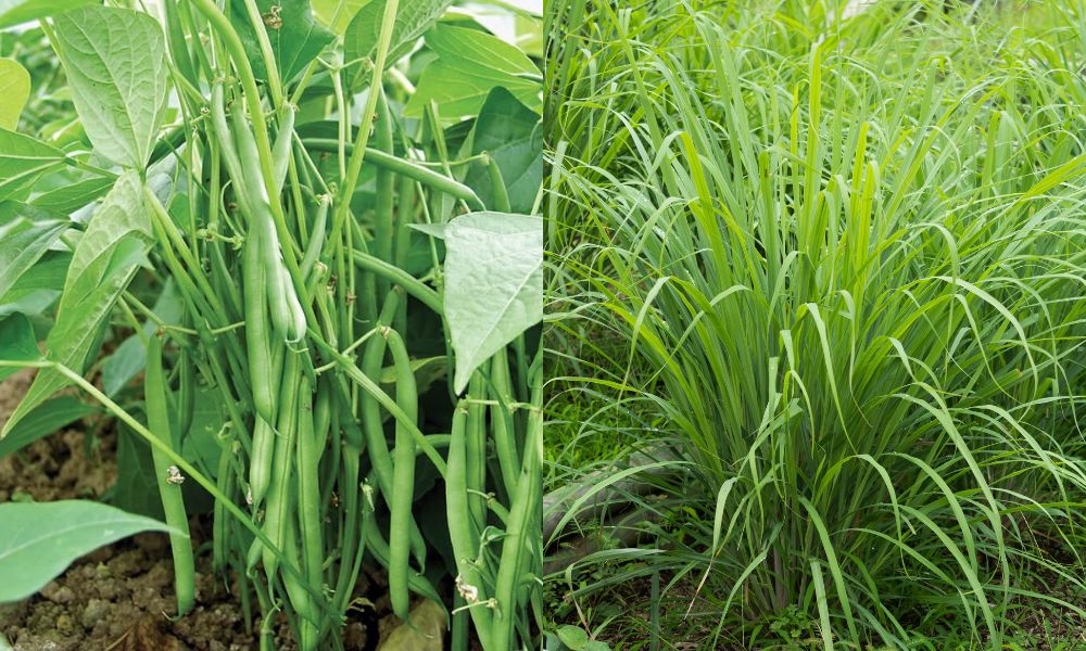 Có thể trồng xen các loại cây họ đậu, cây thảo dược Có thể trồng xen các loại cây họ đậu, cây thảo dược