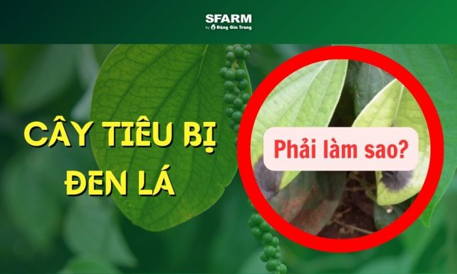bệnh đen lá trên cây tiêu