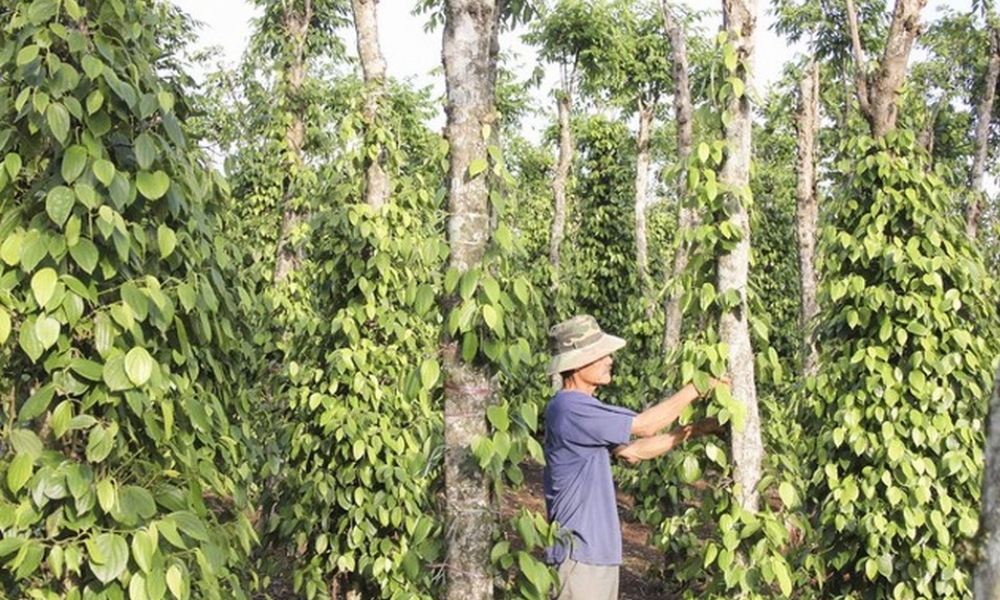 Những sai lầm trong chăm sóc khiến bệnh dễ bùng phát trên cây tiêu Những sai lầm trong chăm sóc khiến bệnh dễ bùng phát trên cây tiêu