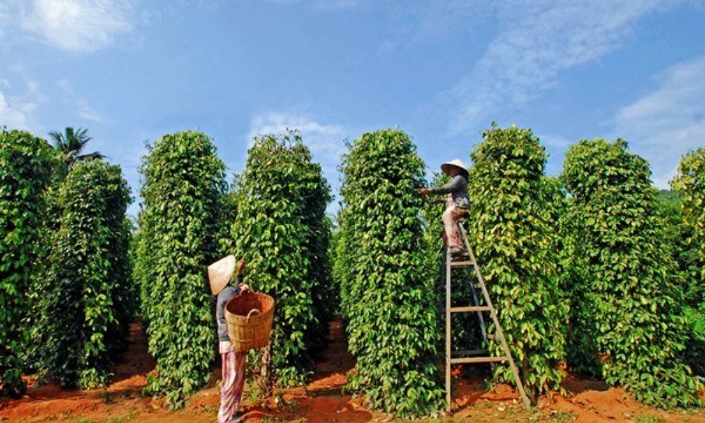 Khi cây tiêu bị bệnh nấm hồng sẽ làm ảnh hưởng đến cả toàn vườn Khi cây tiêu bị bệnh nấm hồng sẽ làm ảnh hưởng đến cả toàn vườn