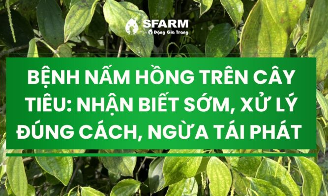 benh nam hong tren cay tieu thumb