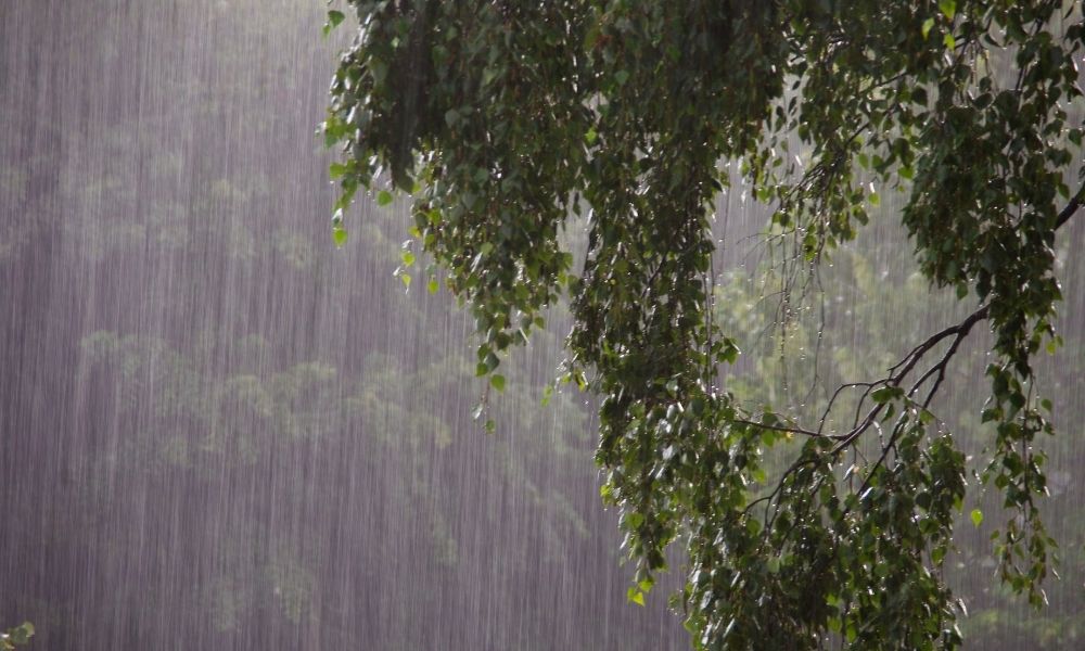 Bệnh tảo đỏ trên cây tiêu thường bùng phát trong mùa mưa kéo dài Bệnh tảo đỏ trên cây tiêu thường bùng phát trong mùa mưa kéo dài