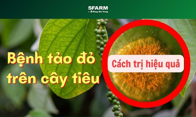 bệnh tảo đỏ trên cây tiêu