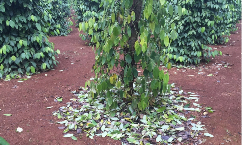 Bệnh chết nhanh trên cây tiêu