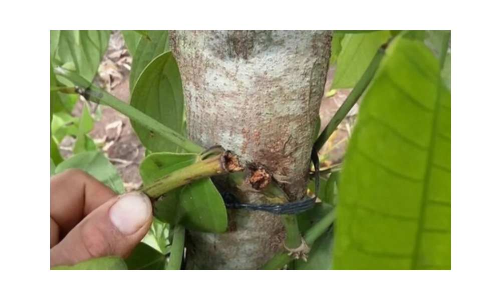 Bệnh rụng đốt trên cây tiêu