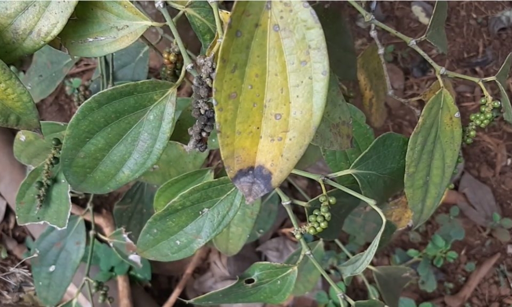 Bệnh cháy lá trên cây tiêu