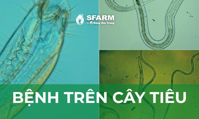 Bệnh trên cây tiêu