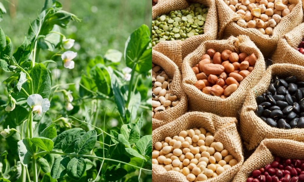 Luân canh với các loại cây không phải là ký chủ của tuyến trùng Luân canh với các loại cây không phải là ký chủ của tuyến trùng