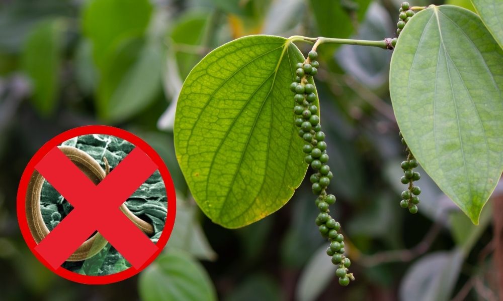 Phòng trừ tuyến trùng để rễ khoẻ, cây tiêu cho năng suất tốt Phòng trừ tuyến trùng để rễ khoẻ, cây tiêu cho năng suất tốt