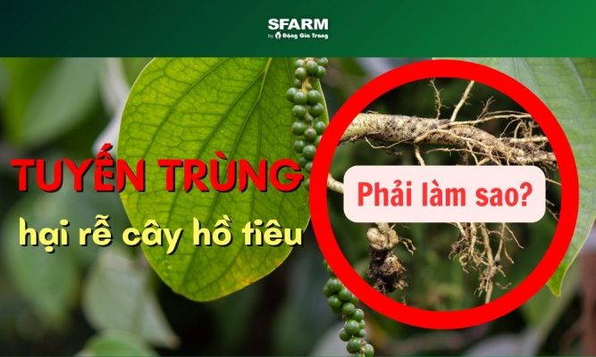 bệnh tuyến trùng hại rễ cây hồ tiêu