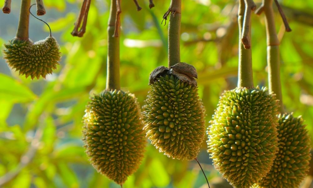 Phân gà kết hợp với Trichoderma mang lại hiệu quả cao, bền vững cho vườn sầu riêng Phân gà kết hợp với Trichoderma mang lại hiệu quả cao, bền vững cho vườn sầu riêng
