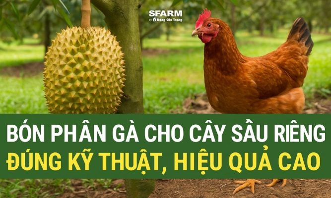 bón phân gà cho cây sầu riêng