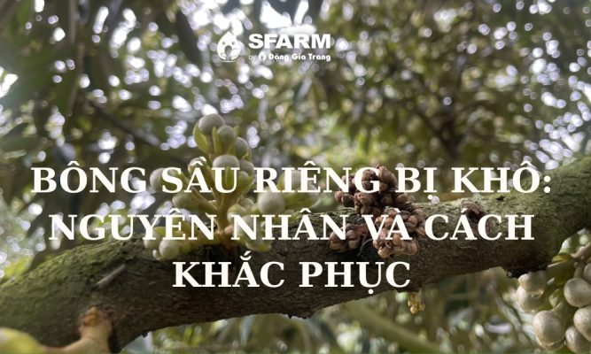 bong sau rieng bi kho nguyen nhan va cach khac phuc hieu qua thumb
