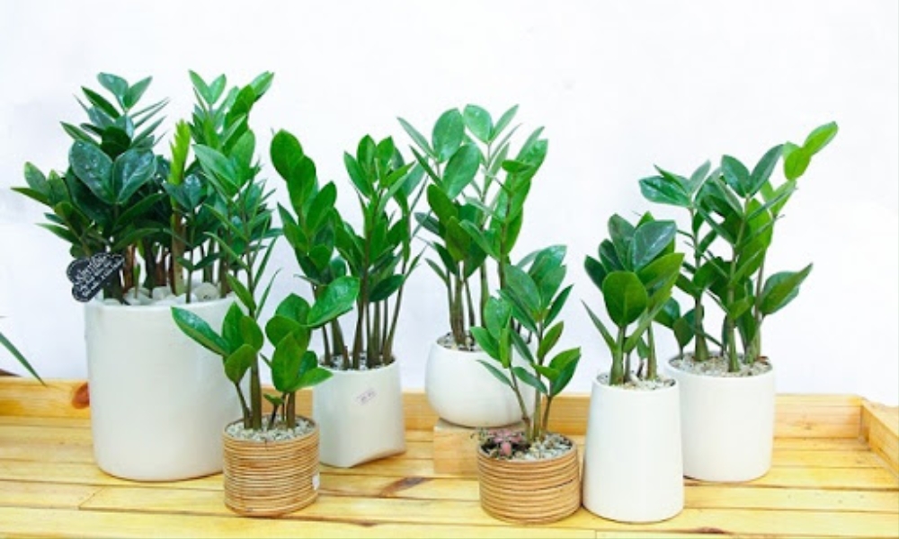 Ánh sáng là yếu tố quan trọng giúp cây kim tiền phát triển tốt Ánh sáng là yếu tố quan trọng giúp cây kim tiền phát triển tốt