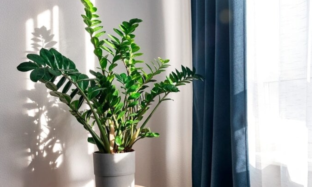Cần duy trì nhiệt độ và độ ẩm lý tưởng cho cây kim tiền Cần duy trì nhiệt độ và độ ẩm lý tưởng cho cây kim tiền