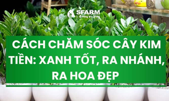 cach cham soc cay kim tien xanh tot ra nhanh ra hoa dep thumb