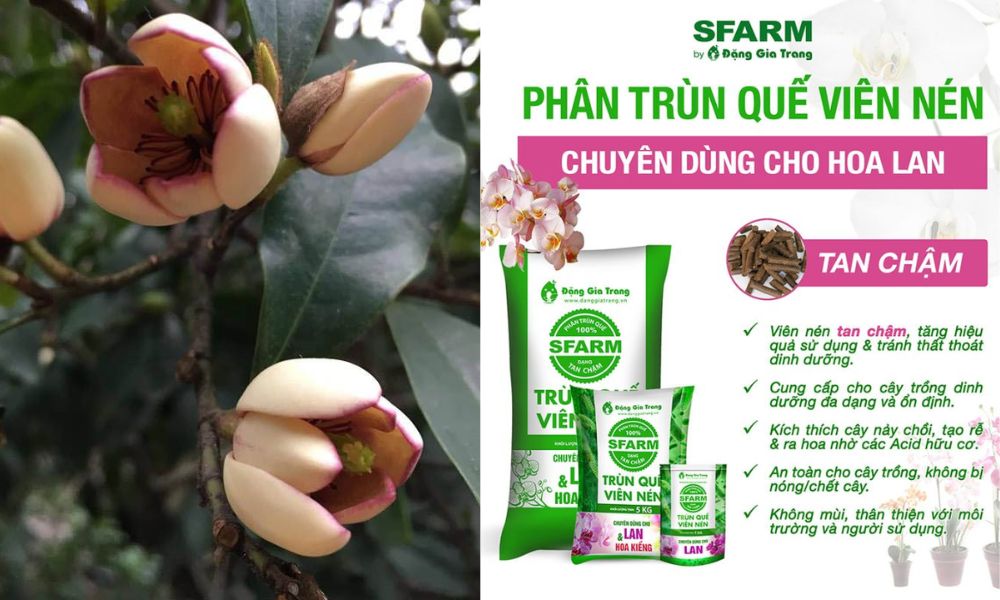 Cách chăm sóc cây lan tiêu ra hoa đẹp là dùng phân trùn quế viên nén Cách chăm sóc cây lan tiêu ra hoa đẹp là dùng phân trùn quế viên nén