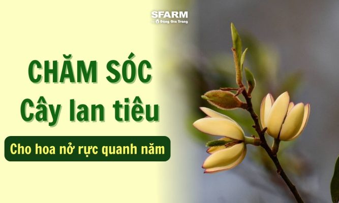 cách chăm sóc cây lan tiêu