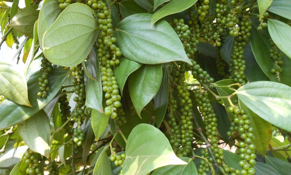 Mùa mưa là giai đoạn rất nhạy cảm với cây tiêu Mùa mưa là giai đoạn rất nhạy cảm với cây tiêu