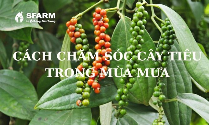cach cham soc cay tieu trong mua mua thumb