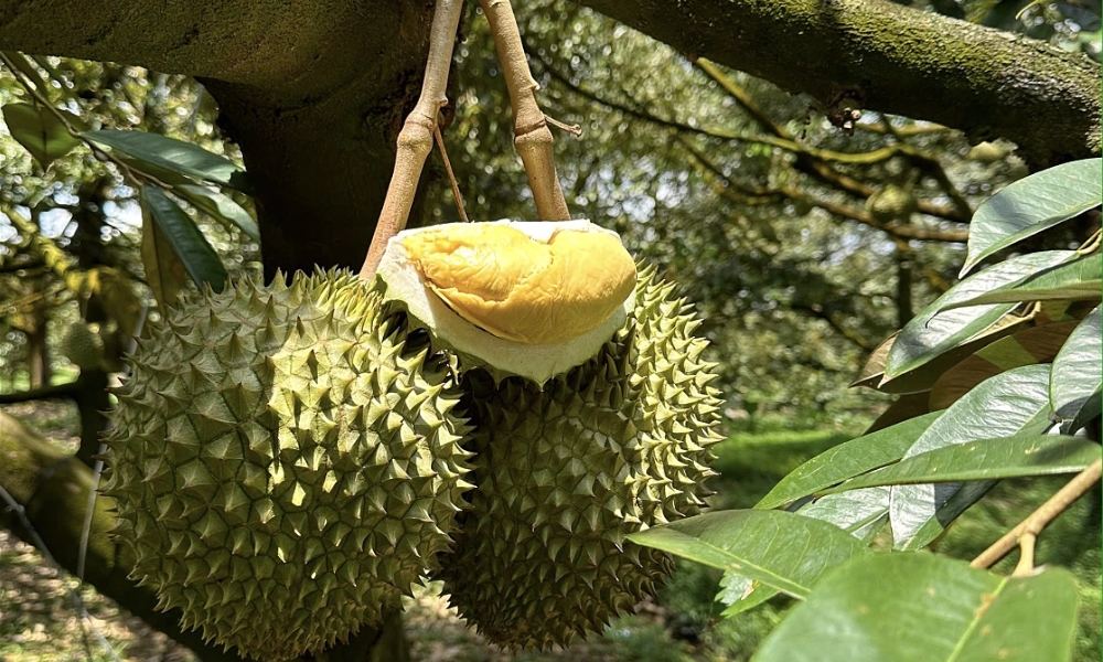 Những sai lầm thường gặp khi chọn cây giống sầu riêng Những sai lầm thường gặp khi chọn cây giống sầu riêng