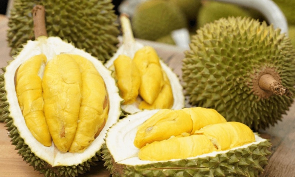Cần lựa chọn giống sầu riêng phù hợp với vùng trồng Cần lựa chọn giống sầu riêng phù hợp với vùng trồng