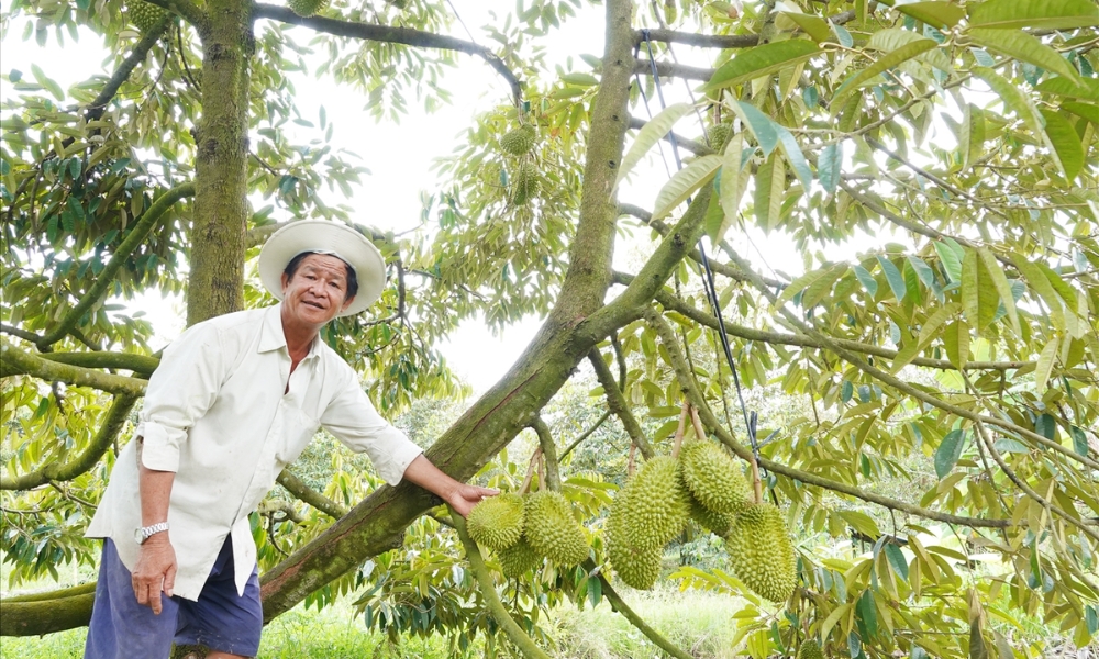 Tham khảo thêm các ý kiến từ chuyên gia để lựa chọn giống cây sầu riêng tốt nhất Tham khảo thêm các ý kiến từ chuyên gia để lựa chọn giống cây sầu riêng tốt nhất