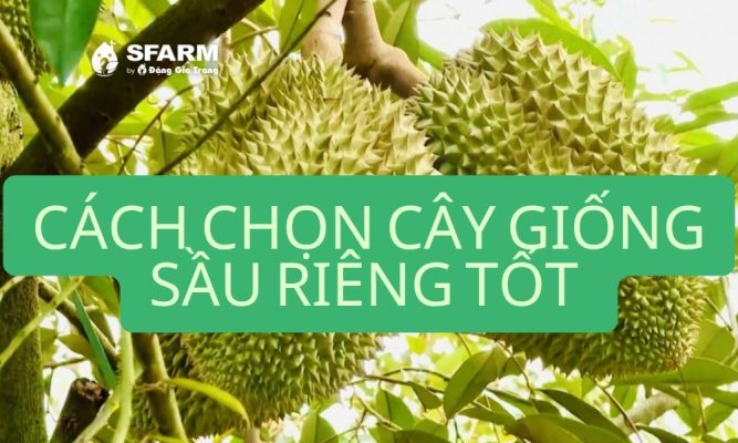 cach chon cay giong sau rieng tot chuan ky thuat nha vuon thumb