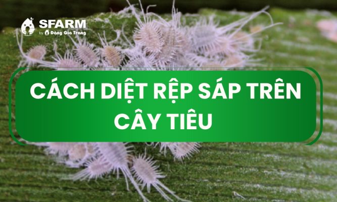 cach diet rep sap tren cay tieu hieu qua nhat hien nay thumb