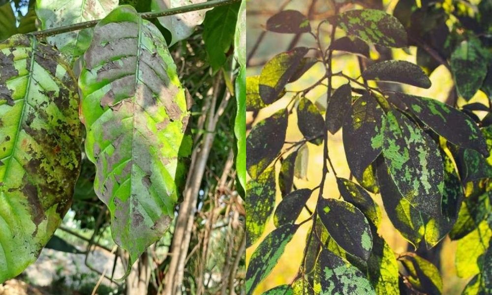Bọ trĩ hại bông sầu riêng tiết dịch gây nấm bồ hóng Bọ trĩ hại bông sầu riêng tiết dịch gây nấm bồ hóng