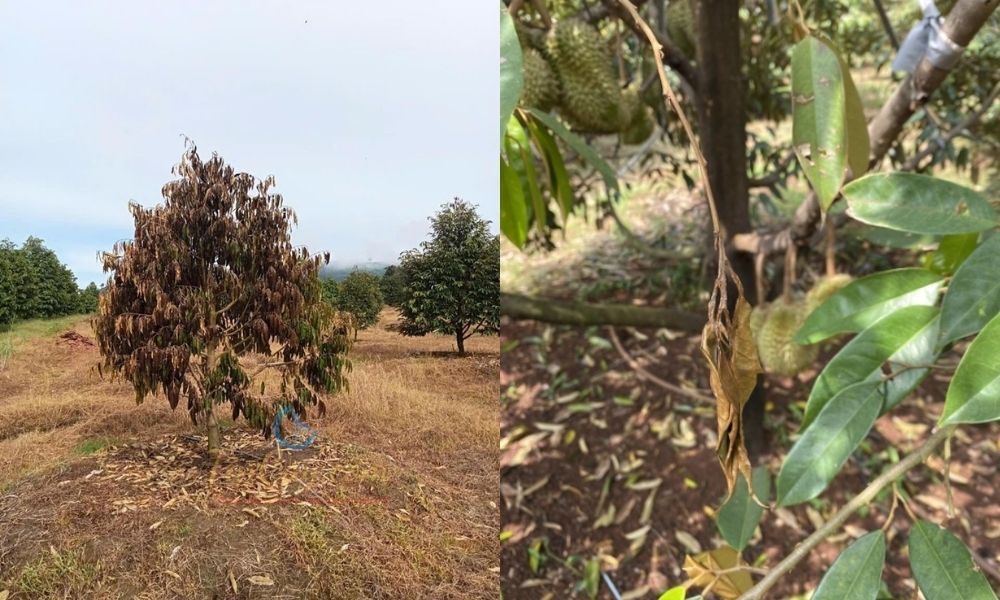 Cây bị chết đứng, chết ngọn do bệnh nứt thân xì mủ trên cây sầu riêng Cây bị chết đứng, chết ngọn do bệnh nứt thân xì mủ trên cây sầu riêng