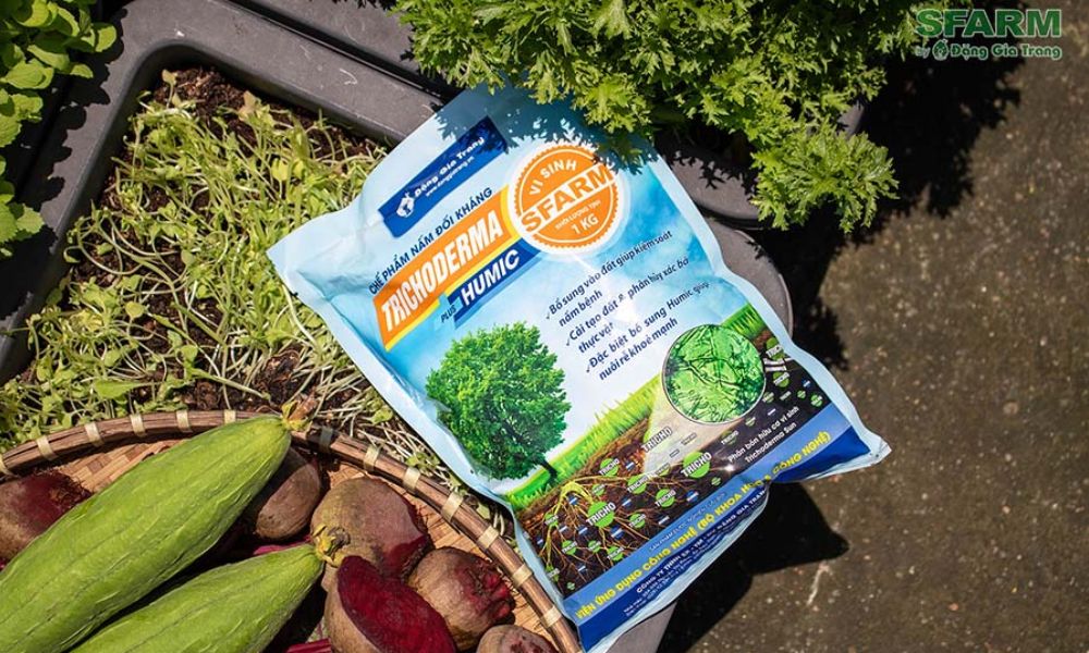 Chế phẩm nấm đối kháng Trichoderma SFARM có thể hỗ trợ bệnh nứt thân xì mủ Chế phẩm nấm đối kháng Trichoderma SFARM có thể hỗ trợ bệnh nứt thân xì mủ