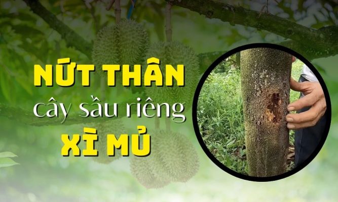 bệnh nứt thân xì mủ trên cây sầu riêng