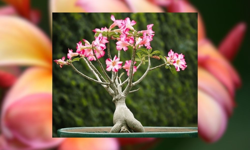 Hoa sứ, còn được gọi là sứ Thái hoặc đại hoa sứ, là loài cây thân gỗ nhỏ Hoa sứ, còn được gọi là sứ Thái hoặc đại hoa sứ, là loài cây thân gỗ nhỏ