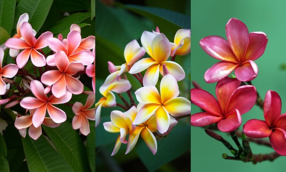 Cây hoa sứ có nhiều màu sắc mang ý nghĩa phong thủy Cây hoa sứ có nhiều màu sắc mang ý nghĩa phong thủy