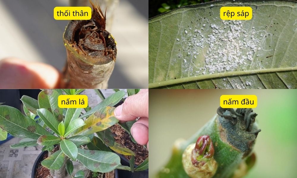 Tổng hợp một số loại bệnh phổ biến trên cây hoa sứ Tổng hợp một số loại bệnh phổ biến trên cây hoa sứ