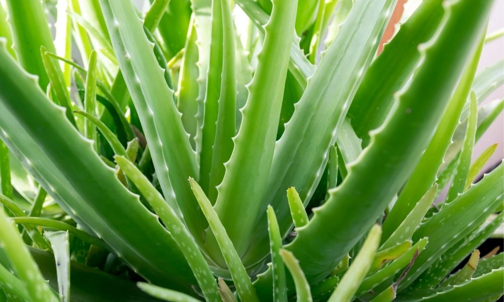 Nha đam (lô hội) là cây mọng nước thuộc họ Xanthorrhoeaceae Nha đam (lô hội) là cây mọng nước thuộc họ Xanthorrhoeaceae