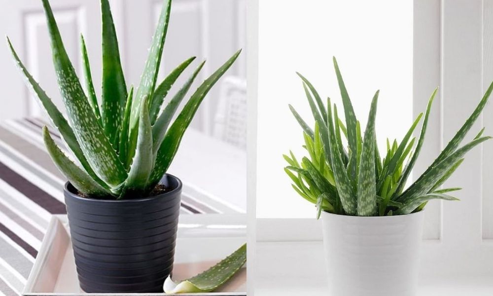 Cách trồng nha đam từ cây con Cách trồng nha đam từ cây con