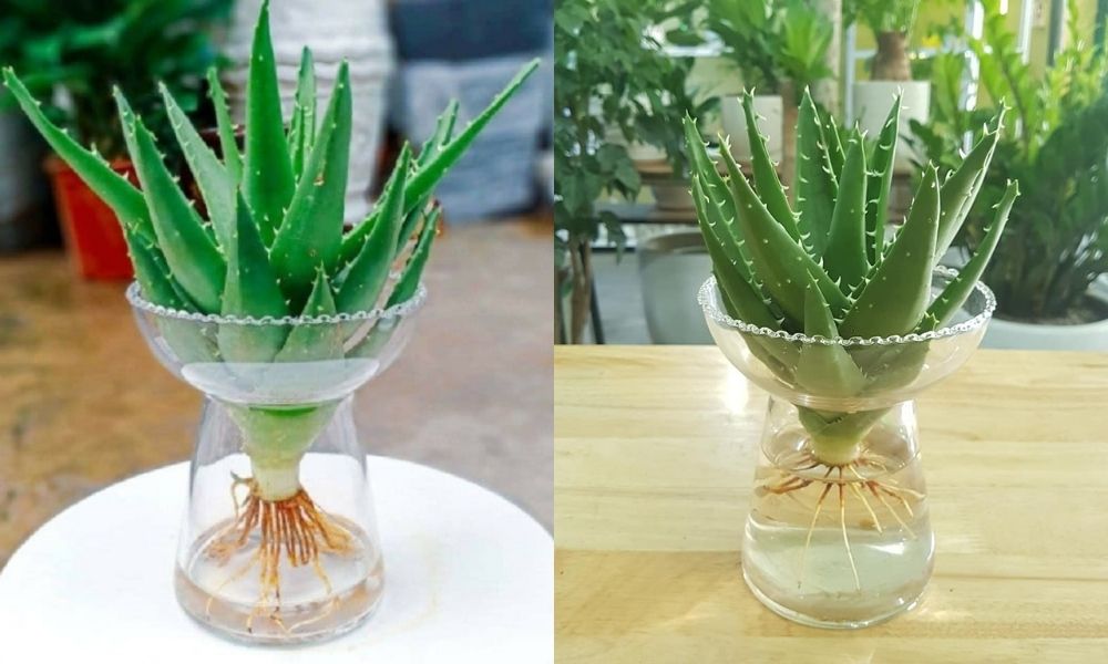 Cây nha đam trồng thuỷ sinh Cây nha đam trồng thuỷ sinh