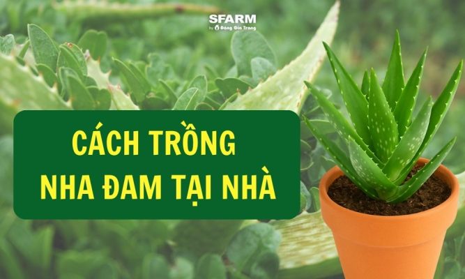 cách trồng nha đam