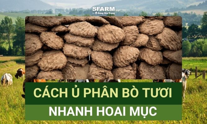 ủ phân bò tươi