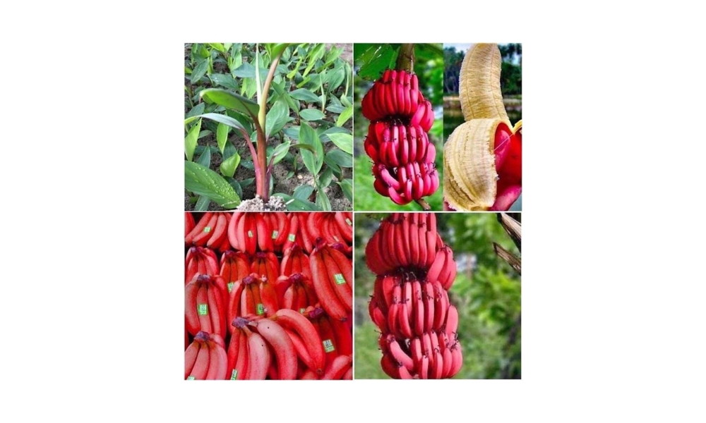 Cách trồng cây chuối đỏ và thu hoạch