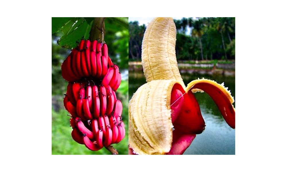 Trái chuối đỏ