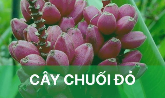 cây chuối đỏ đặc điểm và cách trồng