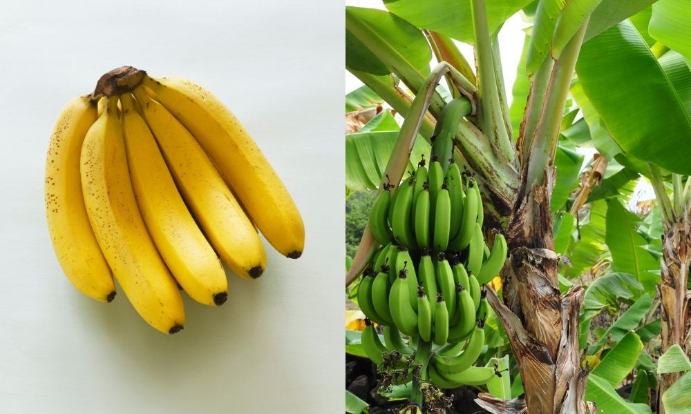 Cây chuối tiêu là một trong những giống chuối phổ biến và được trồng rộng rãi tại Việt Nam Cây chuối tiêu là một trong những giống chuối phổ biến và được trồng rộng rãi tại Việt Nam