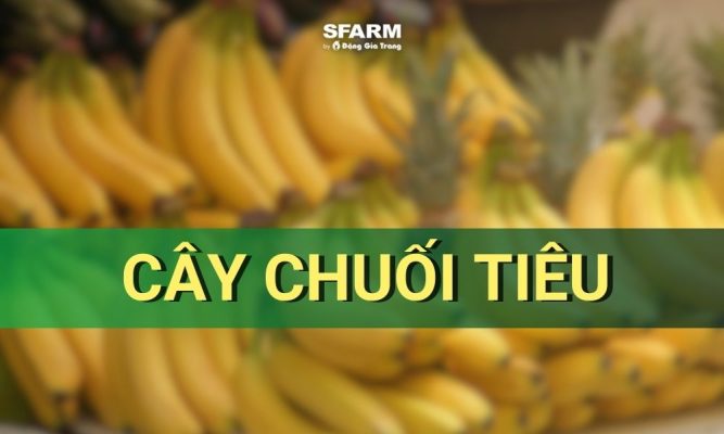 cây chuối tiêu